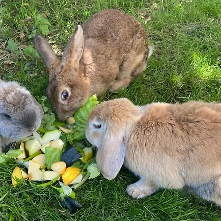 Country house Larre Aundi *